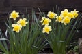 Golden daffodils Royalty Free Stock Photo