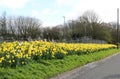 Golden daffodils on roadside verge in countryside