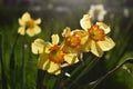 Dafodil flowers blooming in the spring