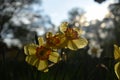 Dafodil flowers blooming in the spring