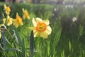 Dafodil flowers blooming in the spring