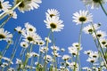 Golden daisies