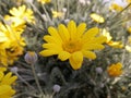 Closeup of a Golden daisy bush flower. Royalty Free Stock Photo