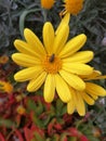 Golden daisy bush flower with a tiny insect in the middle. Royalty Free Stock Photo