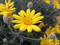 Golden daisy bush flower with a tiny insects on the petals. Royalty Free Stock Photo