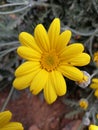 Golden daisy bush flower with a tiny insects on the petals. Royalty Free Stock Photo