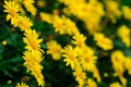 Golden daisy bush. Royalty Free Stock Photo