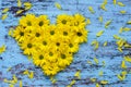 Golden-daisy flowers in heart shape on blue wooden backg