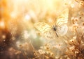 Golden Dawn: A Breathtaking Butterfly\'s Flight Through a Warm To Royalty Free Stock Photo