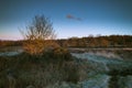 Golden dawn light breaking on a lone tree on a frozen Wetley Moor.