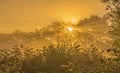 The Beautiful Light of a Golden Dawn Streaming Through The Sussex Trees