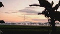 Golden Dawn Over Village Paddyfields