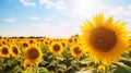 A Golden Day in the Sunflower Fields Royalty Free Stock Photo