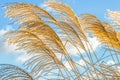 Golden decorative reeds of grass in a winter park against a blue sky. Royalty Free Stock Photo