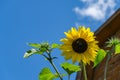 Golden decorative sunflower Helianthus annuus on blue sky background. Close-up of yellow sunflower head Royalty Free Stock Photo