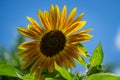 Golden decorative sunflower Helianthus annuus on blue sky background. Close-up of yellow sunflower head. Summer flower landscape Royalty Free Stock Photo