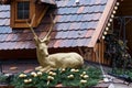 Golden deer on christmas market #2