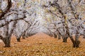 Golden Delicious apple orchard with hoarfrost on the branches and leaves Royalty Free Stock Photo