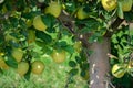 Golden Delicious Apple tree with many ripe fruits on sunny day