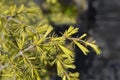 Golden Deodar cedar