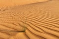 Golden  desert sand texture as background. Royalty Free Stock Photo