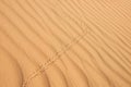 Golden desert sand texture as background, lizard footprints Royalty Free Stock Photo