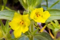 Golden Desert Snapdragon Royalty Free Stock Photo