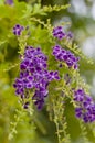 Golden Dew Drop, Pigeon Berry, Sky Flower ( Duranta erecta )