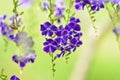 Golden Dew Drop, Pigeon Berry, Sky Flower ( Duranta erecta )