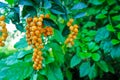 Golden Dew Drop, Pigeon Berry, Sky Flower, Duranta erecta , The