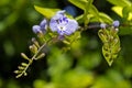 Golden Dewdrop flowers, Duranta repens, Rio, Brazil