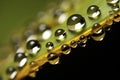 Golden Dewdrops on a Green Leaf Edge Royalty Free Stock Photo