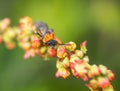 A golden digger wasp resting on a flower. macro close up shot. Royalty Free Stock Photo