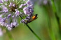 Golden digger wasp, Sphex funerarius, on a flower Royalty Free Stock Photo