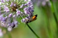 Golden digger wasp, Sphex funerarius, on a flower Royalty Free Stock Photo