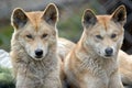 Golden dingos Royalty Free Stock Photo