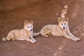 Golden dingos Royalty Free Stock Photo