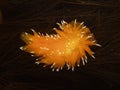 Golden dirona nudibranch Royalty Free Stock Photo