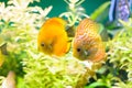 Golden Discus pompadour fish Royalty Free Stock Photo