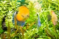Golden Discus pompadour fish Royalty Free Stock Photo