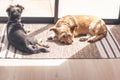 Golden dog and black dog resting on a brown rug sunbathing by a window