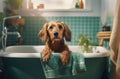 Golden dog looking out from the bath surrounded by green tiles, with a damp towel on it. Royalty Free Stock Photo