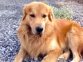 Golden dog Royalty Free Stock Photo