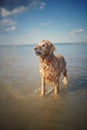 Golden retriver relaxed at river, happy hour