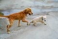 Golden dog and puppy running and playing Royalty Free Stock Photo