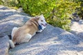Golden dog resting on rocks Royalty Free Stock Photo
