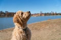 Goldendoodle dog in park awaiting master`s orders