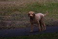 Golden doodle with curly fur walking down a narrow path in a field