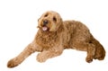 Golden Doodle Dog Royalty Free Stock Photo