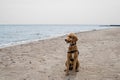 TORONTO ISLAND, ONTARIO, CANADA - APRIL 24, 2021: GOLDEN DOODLE DOG AT HALAN POINT BEACH. Royalty Free Stock Photo